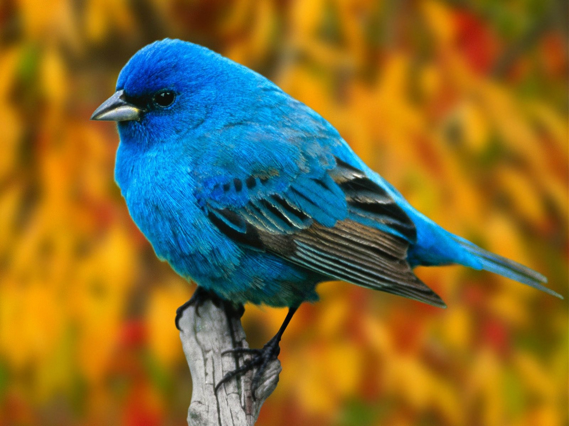 Голубая Птичка