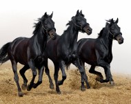 Черные кони