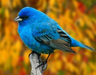 Голубая Птичка